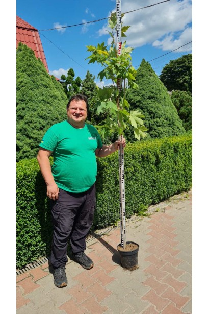 Клен сахарный – в садовом центре